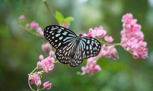 La maladie, un passage vers la transformation