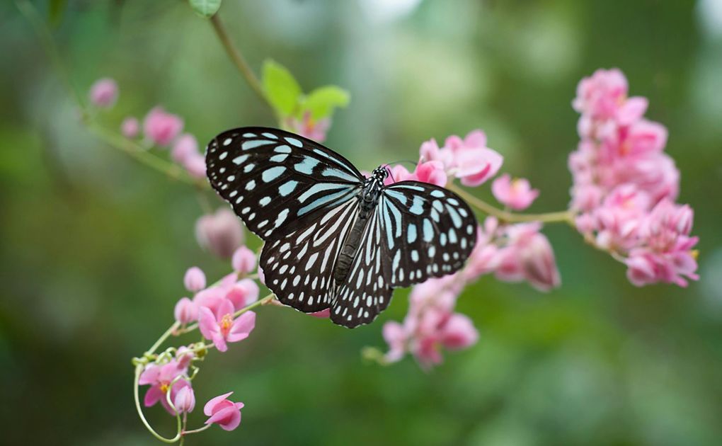 La maladie, un passage vers la transformation